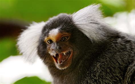 Marmosets With Attitude - Gallery | eBaum's World