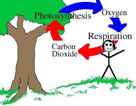 Aquabaybee: Oxygen cycle