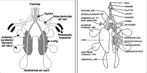 cattle respiratory system Quotes