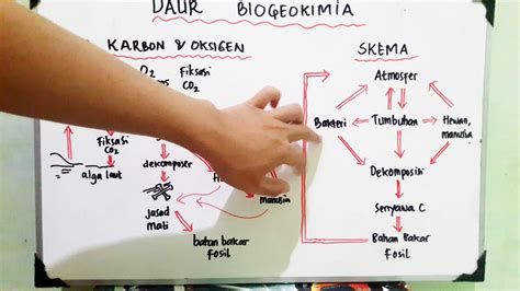 Daur Karbon dan Oksigen - Daur Biogeokimia - Ekologi - Biologi X - YouTube