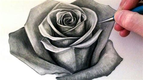 20+ Rose Pencil Painting | ChalonerMatylda