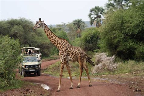 Lake Manyara Safari - African Rift Valley, Giraffes • Orana Travel