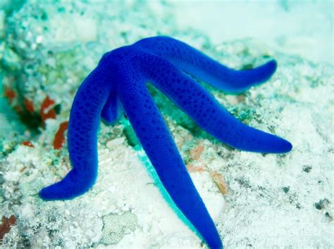 Blue starfish Photograph by MotHaiBaPhoto Prints - Fine Art America