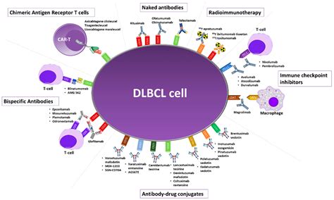 Cancers | Free Full-Text | Monoclonal Antibodies in the Treatment of Diffuse Large B-Cell ...