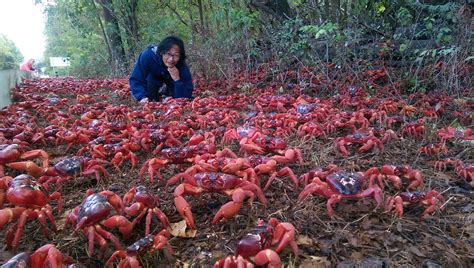 Christmas Island and The Amazing Red Crab Migration – CedAvril