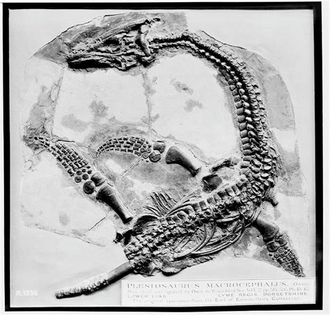 Plesiosaur Fossil Photograph by Natural History Museum, London/science Photo Library | Fine Art ...