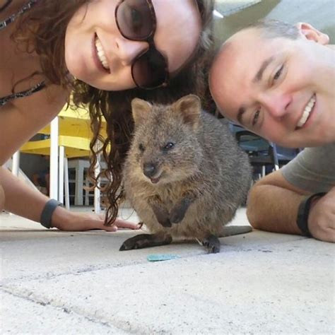 The 'Quokka Selfie'-Just Look At That Grin | Travels And Living