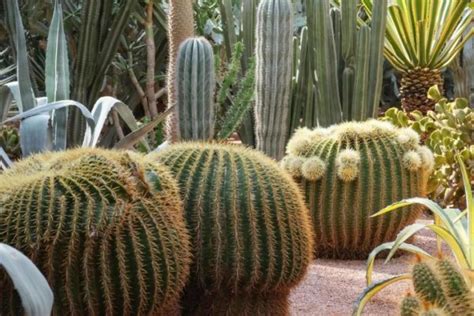 Plantas del desierto: lista y fotos | Ecología Hoy