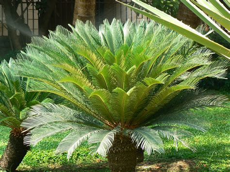 Conociendo a la Cycas revoluta, un fósil viviente