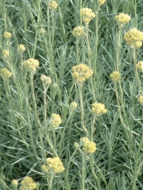 Helichrysum italicum - The Beth Chatto Gardens