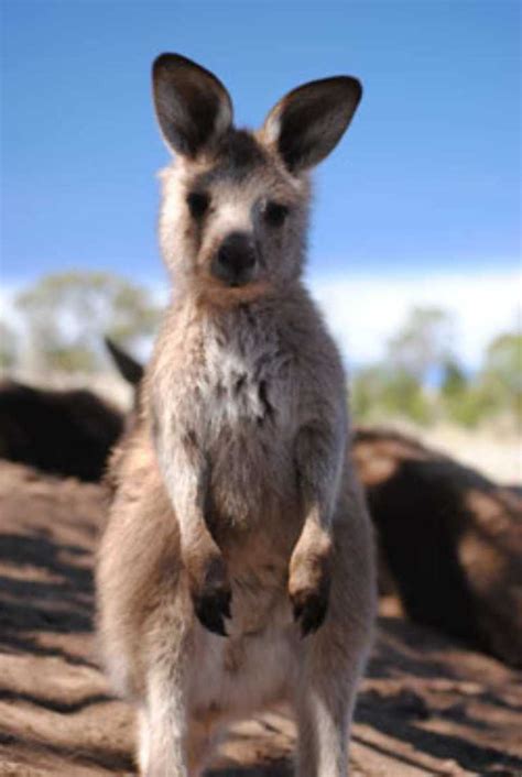 Tasmanian Wildlife Destinations and what Tasmania Animals To See