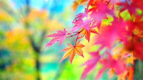 🔥 [70+] Colorful Nature Wallpapers | WallpaperSafari