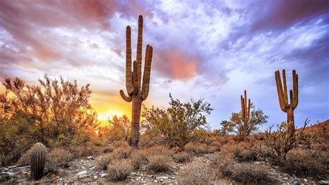 Cactus Desert Wallpaper 1920x1080 56532 - Baltana