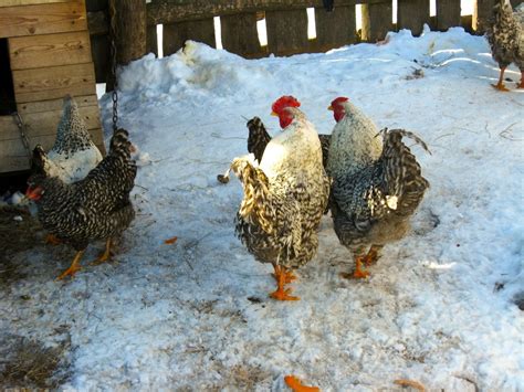 Winter Care for Your Chickens | ThriftyFun