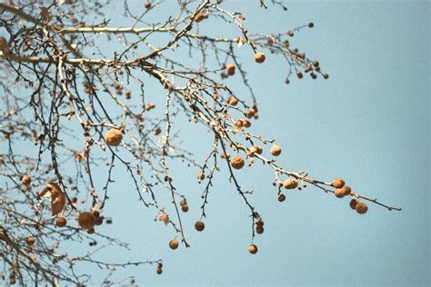 Are sycamore trees prone to diseases? 4 Problems of Sycamore.