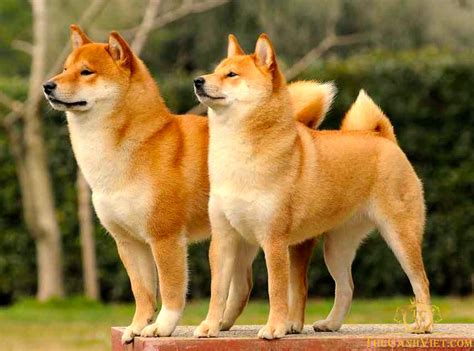 Chó Shiba Inu - Chó vàng Nhật Bản siêu thông minh của ông giáo