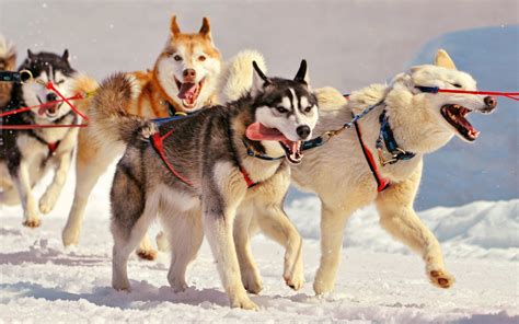 壁纸 : 车辆, 西伯利亚雪橇犬, 阿拉斯加爱斯基摩, 脊椎动物, 萨沃勒狼狼, 狗像哺乳动物, 狗品种组, 格陵兰犬, 雪橇狗赛车, 捷克 ...