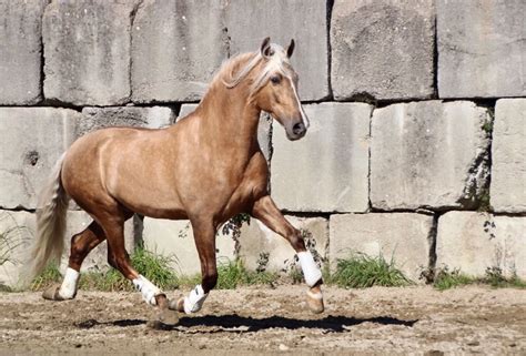 The Cremello Horse - Striking Photos & Facts (Personality & Origin) - Saddles Now