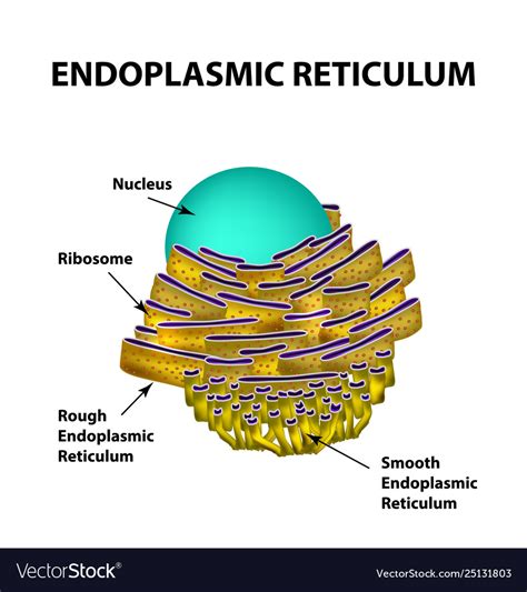 Endoplasmic Reticulum Drawing ~ Cytoplasm Cartoons, Illustrations ...