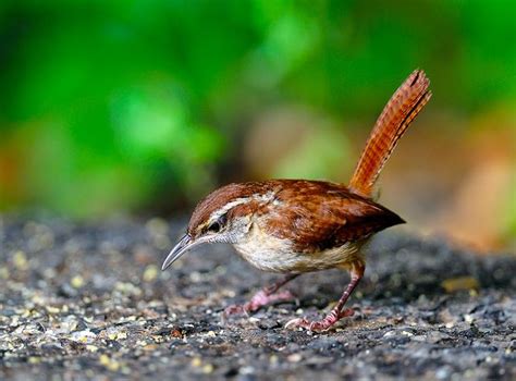 Carolina Wren Ground Feeding | Wren, Feeding, Grounds