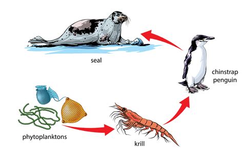 Emperor Penguin Food Chain