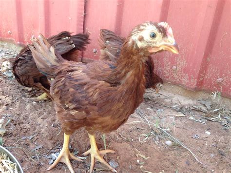 This is a Rhode Island Red, yes? I am not sure. Chick is 6 weeks old... : r/BackYardChickens