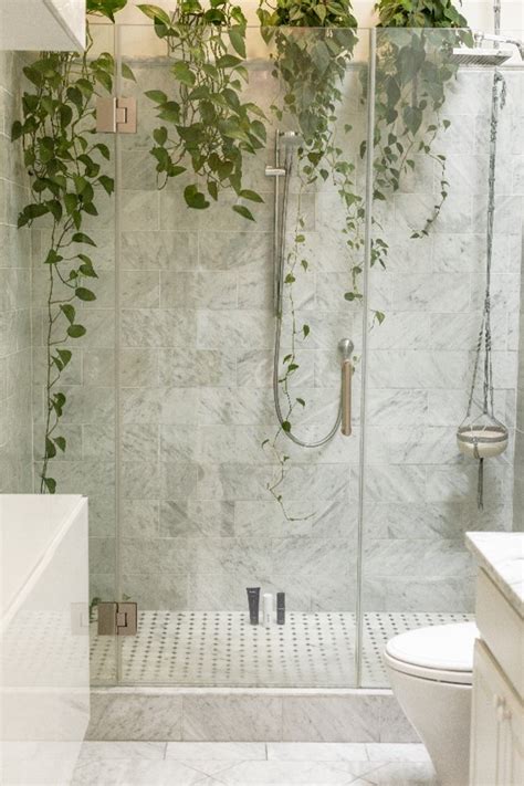 30+ Bathroom plants for you - indoor and hanging plants