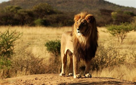 africa nature landscape lion Wallpapers HD / Desktop and Mobile Backgrounds