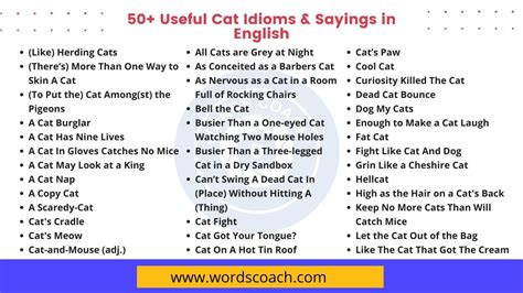 50+ Useful Cat Idioms & Sayings in English - Word Coach