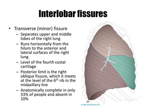 PPT - Lung Anatomy PowerPoint Presentation - ID:1921812