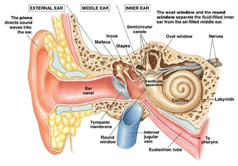 Middle Ear Anatomy, Inner Ear Anatomy, Human Ear Anatomy, Human Anatomy And Physiology, Inner ...