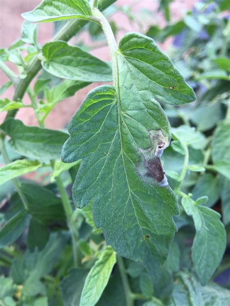 Scout for Late Blight on Tomato and Potato | NC State Extension