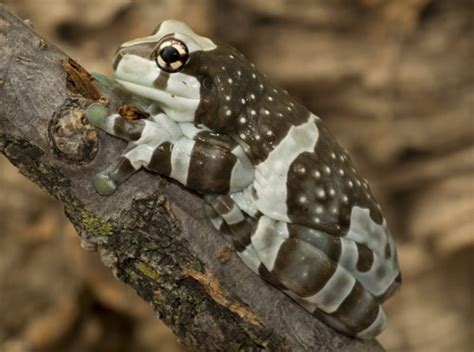 Amazon Milk Frog Breeding - Reptiles Magazine