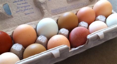 7 Tips For Keeping Backyard Chicken Eggs Safe To Eat | Off The Grid News