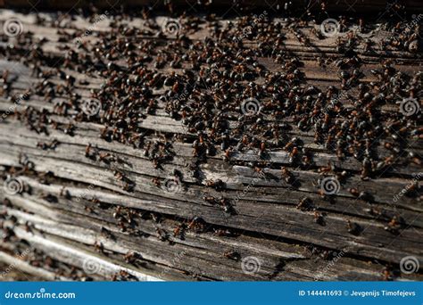 Ants Nest in Wood - Fire Ants Crawling on the Wooden Old House Stock Image - Image of animal ...