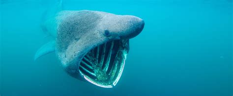 3 Day Basking Shark & Wildlife Tour - Basking Shark Scotland