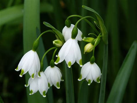 Leucojum Aestivum Bulb Extract – NutraWiki