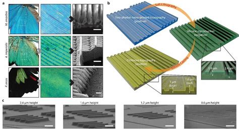 Fabrication of chitinous nano-ridges. a) Colour-producing structures in ...