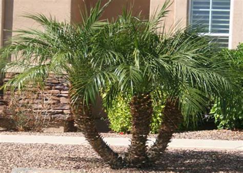 PYGMY DATE PALM TREES FOR SALE NORTH FORT MYERS