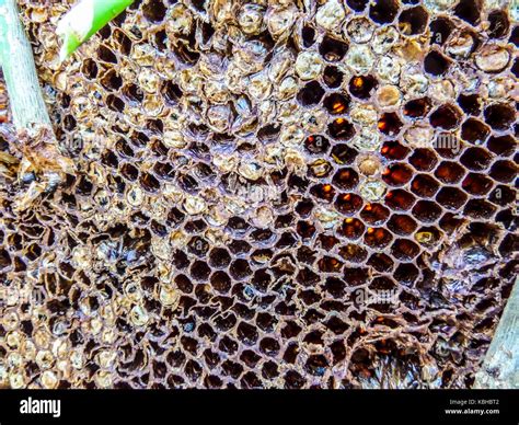 Honey Comb Structure High Resolution Stock Photography and Images - Alamy