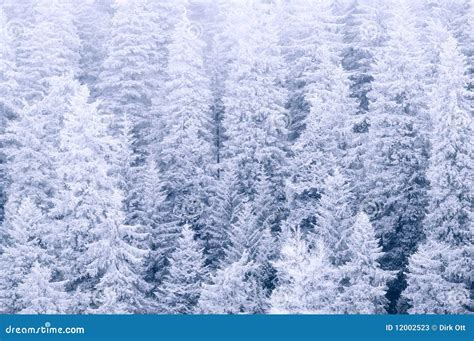 Winter scenery stock image. Image of latvia, covered - 12002523