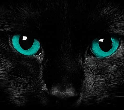 1920x1080px, 1080P free download | Cat Eyes, cat, dark, eyes, turquoise ...