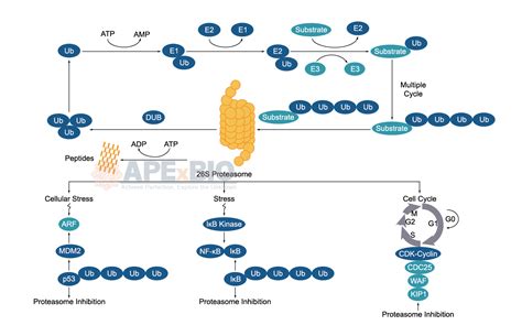 APExBIO - Ubiquitination/ Proteasome - Signaling Pathways