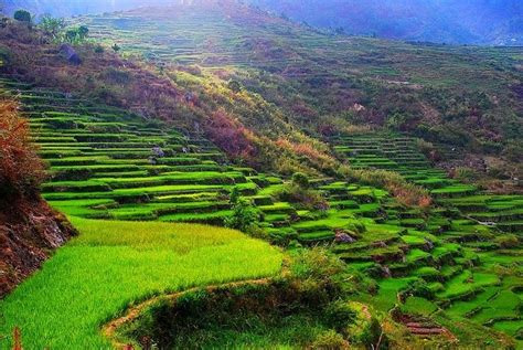 Aguid rice terraces Sagada Ph | Rice terraces, Sagada, Farmland