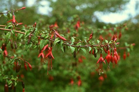 Fuchsia magellanica (Hardy Fushia, Magellan Fuschia) | North Carolina ...