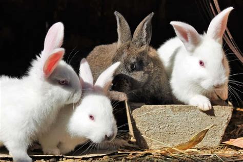 Male vs. Female Rabbits: What are the Differences? – bunnyowner.com