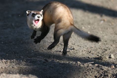 Endangered Animals: Black-Footed Ferret