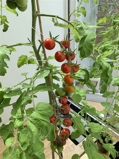 Grow Tomatoes Anywhere with Grow Bags — Meadowlark Journal