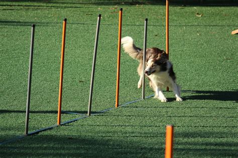 Teach Your Dog to Sit | Training Guide