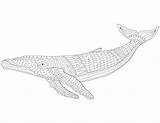 Humpback Whale Coloring Pages sketch template